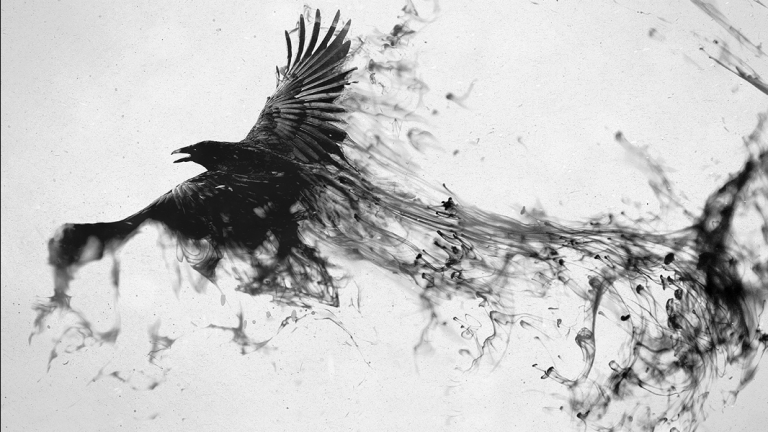 黑鸟，飞行图像
